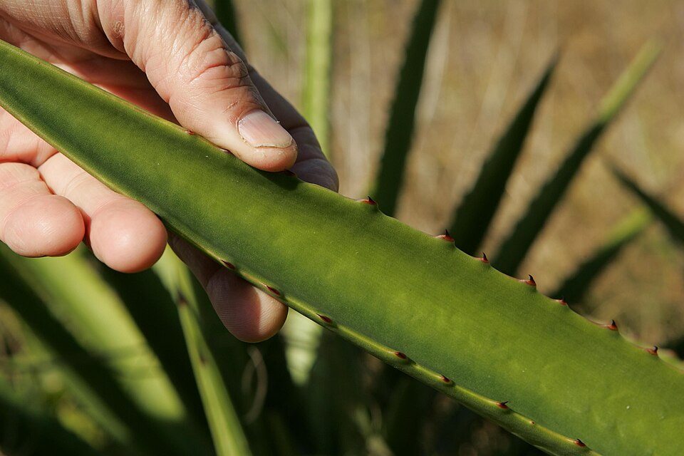 Aloe Vera
