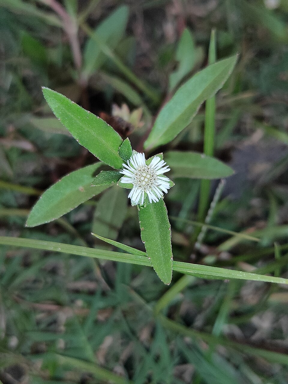 Bhringraj