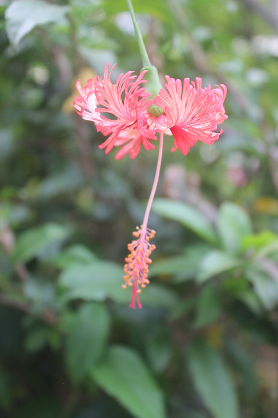 Hibiscus