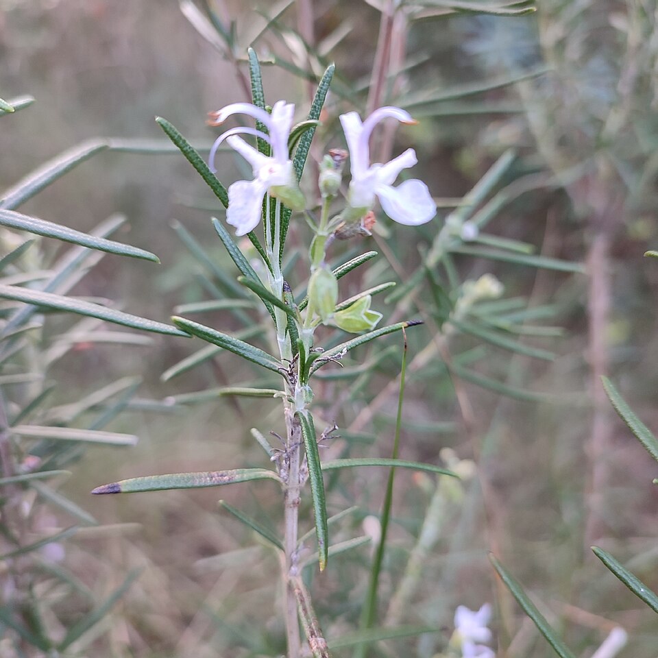 Rosemary